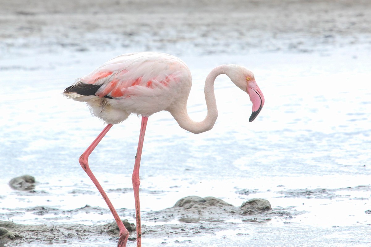 Greater Flamingo - Allison Miller