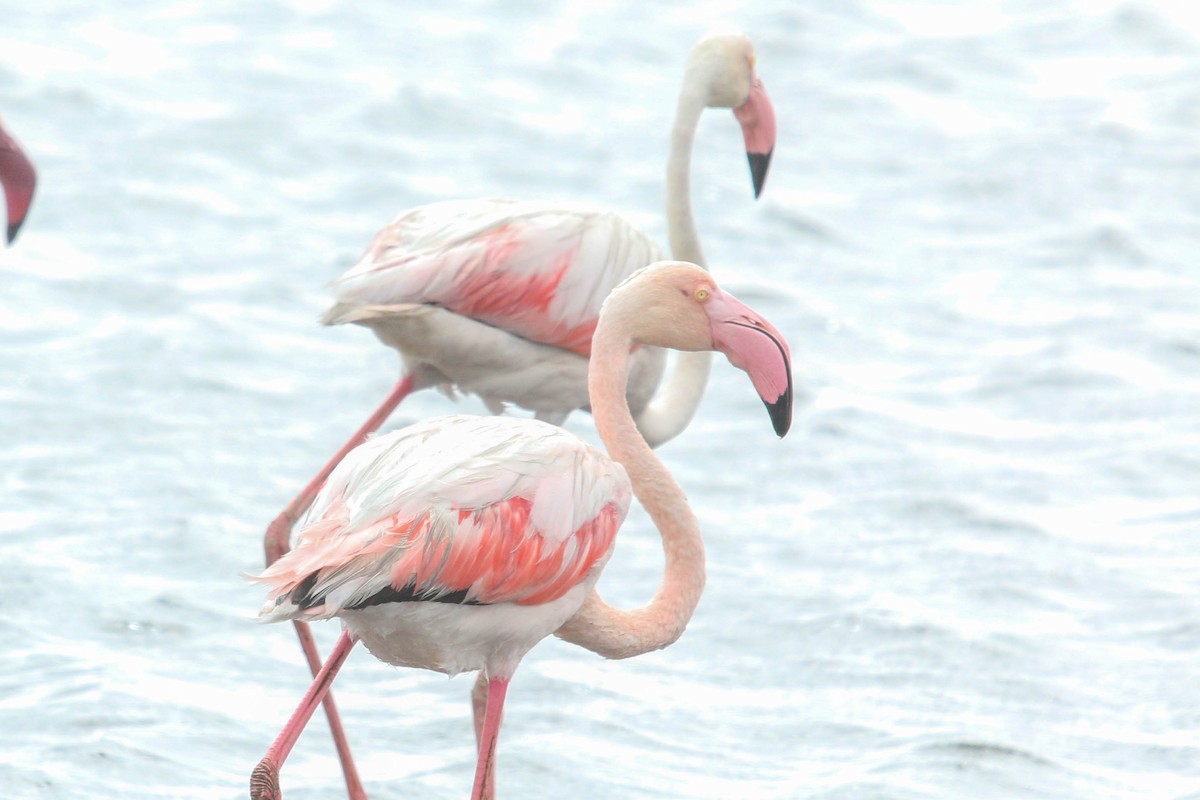 Greater Flamingo - Allison Miller