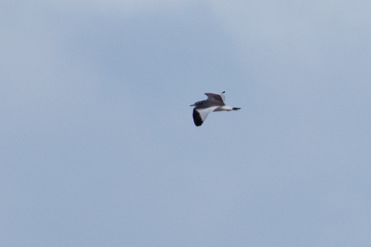 eBird Checklist - 22 Sep 2022 - Sarnia--Point Edward Lighthouse - 9 species