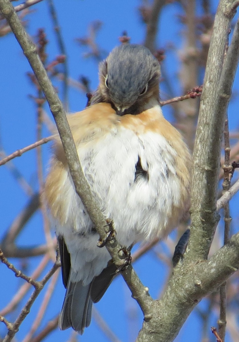 Eastern Bluebird - ML48646621