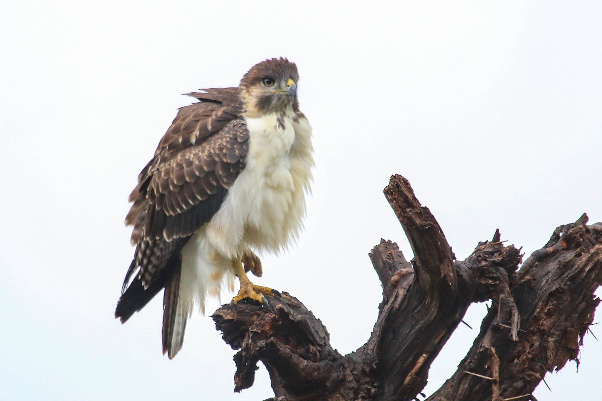 Augur Buzzard (Augur) - ML486466841