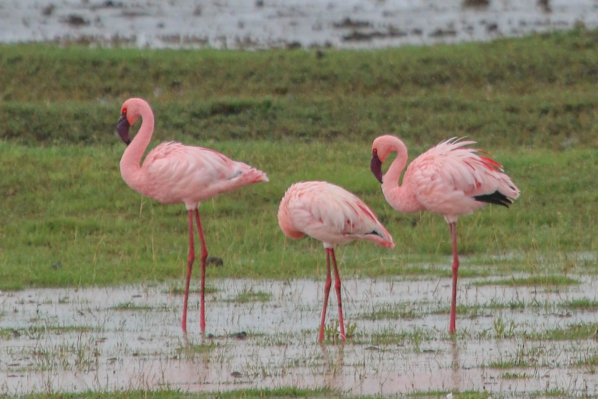 Lesser Flamingo - ML486466911