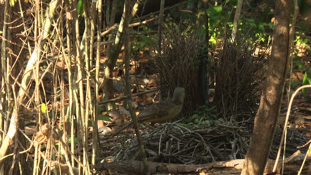 Fawn-breasted Bowerbird - ML486467