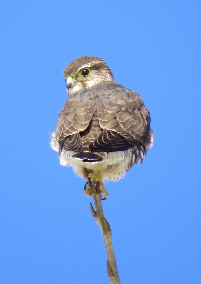 בז גמדי - ML48646721