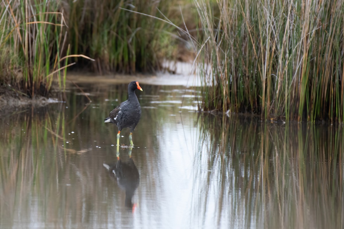 Common Gallinule (American) - ML486467671