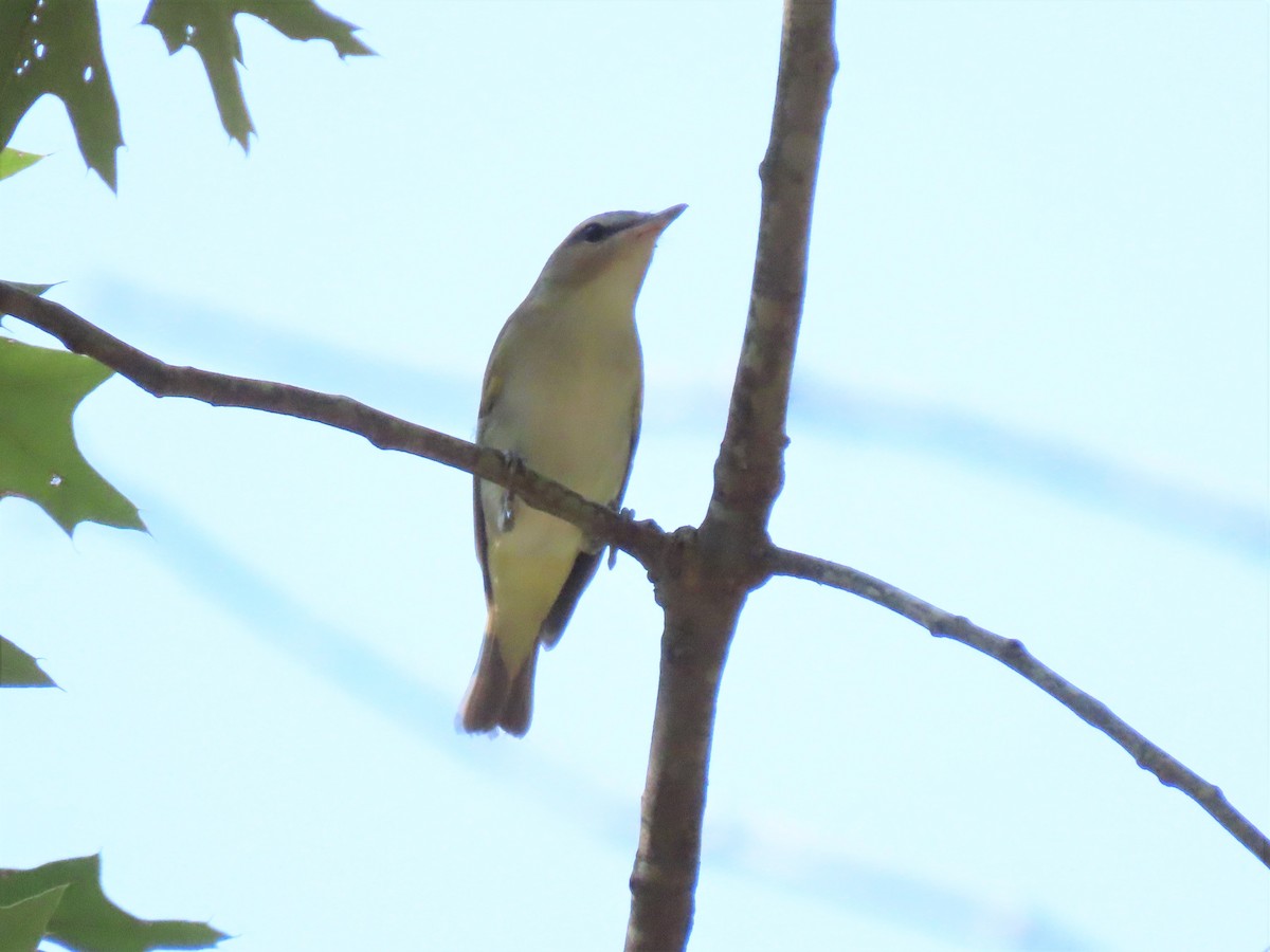 Vireo Ojirrojo - ML486467921