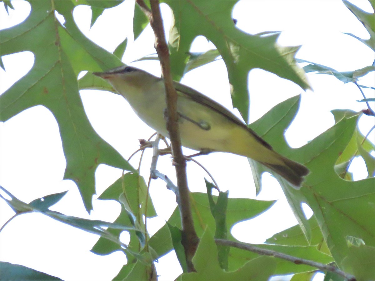 Red-eyed Vireo - Teresa Noel