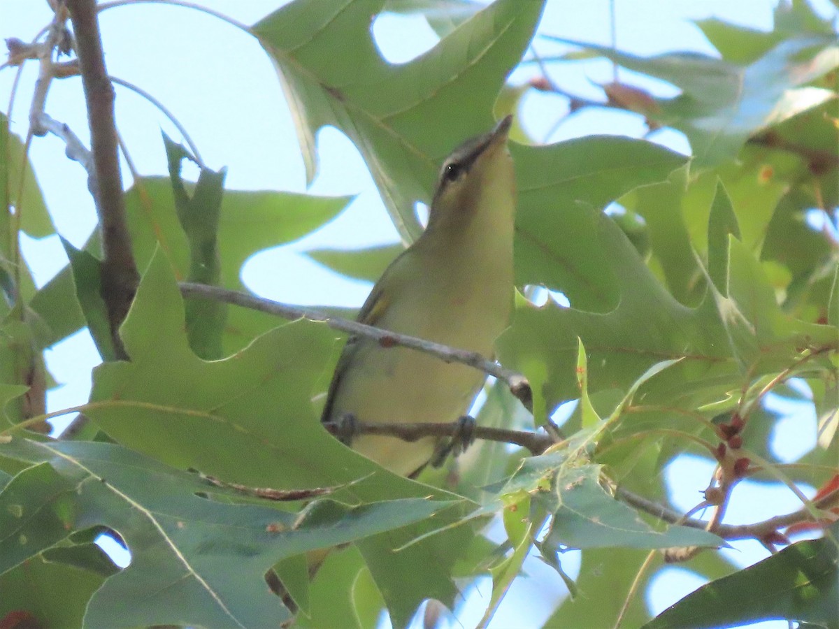 Kızıl Gözlü Vireo - ML486467941