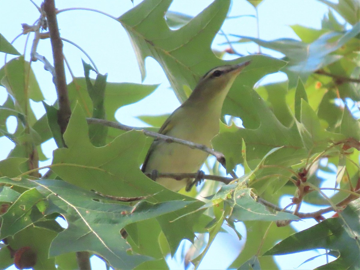 rødøyevireo - ML486467951