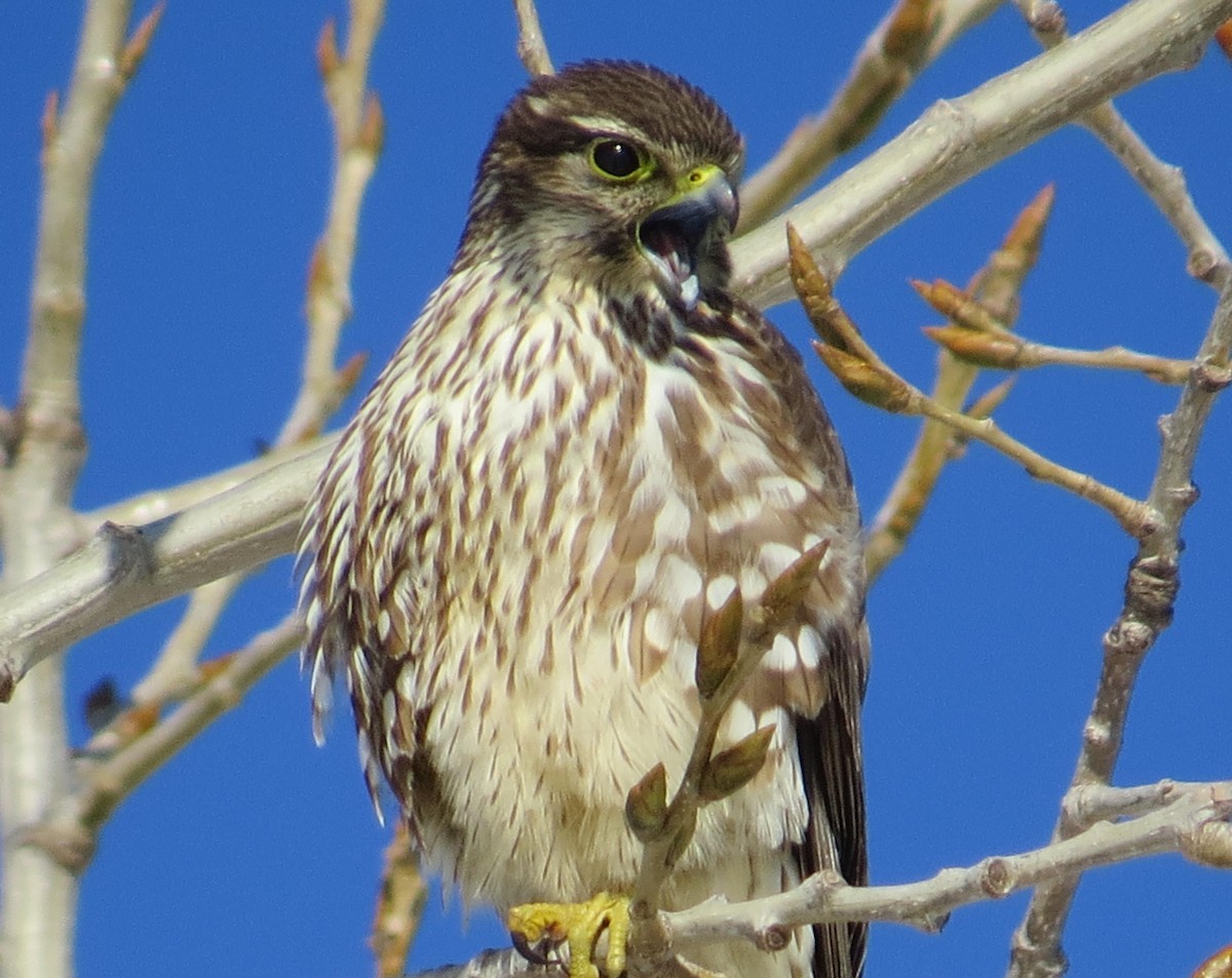 Merlin - Jim Sweeney