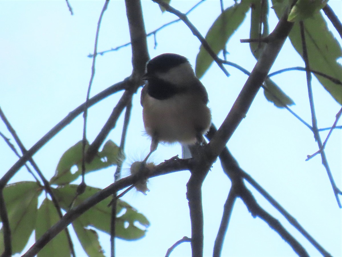 Carolina Chickadee - ML486468131