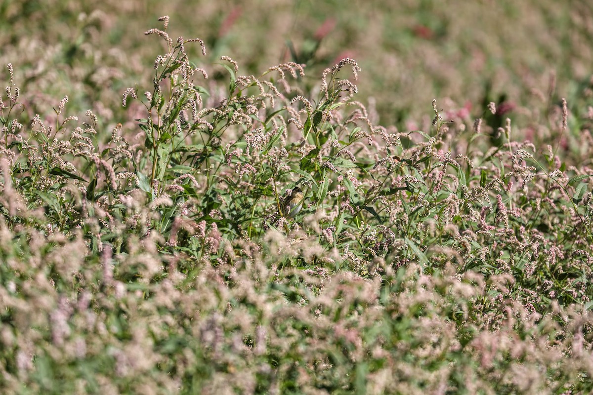 Nelson's Sparrow - ML486468211