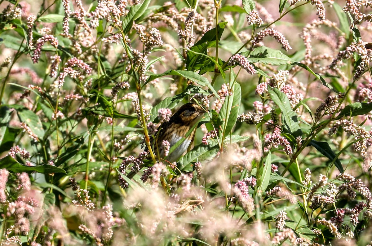 Nelson's Sparrow - ML486468221