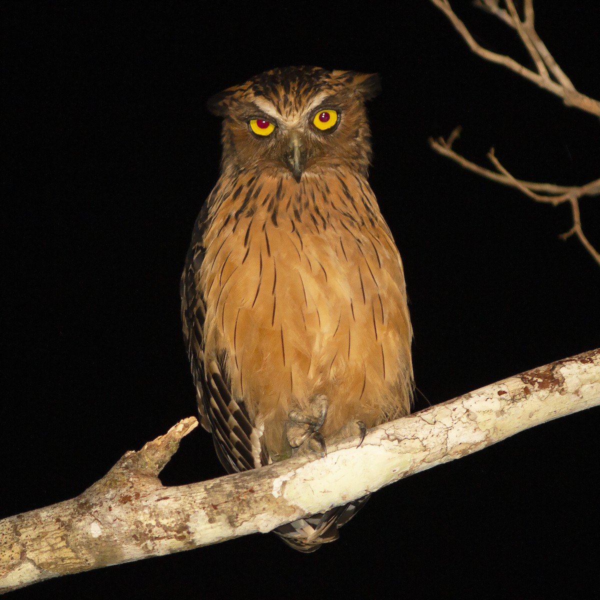 Buffy Fish-Owl - ML486468371