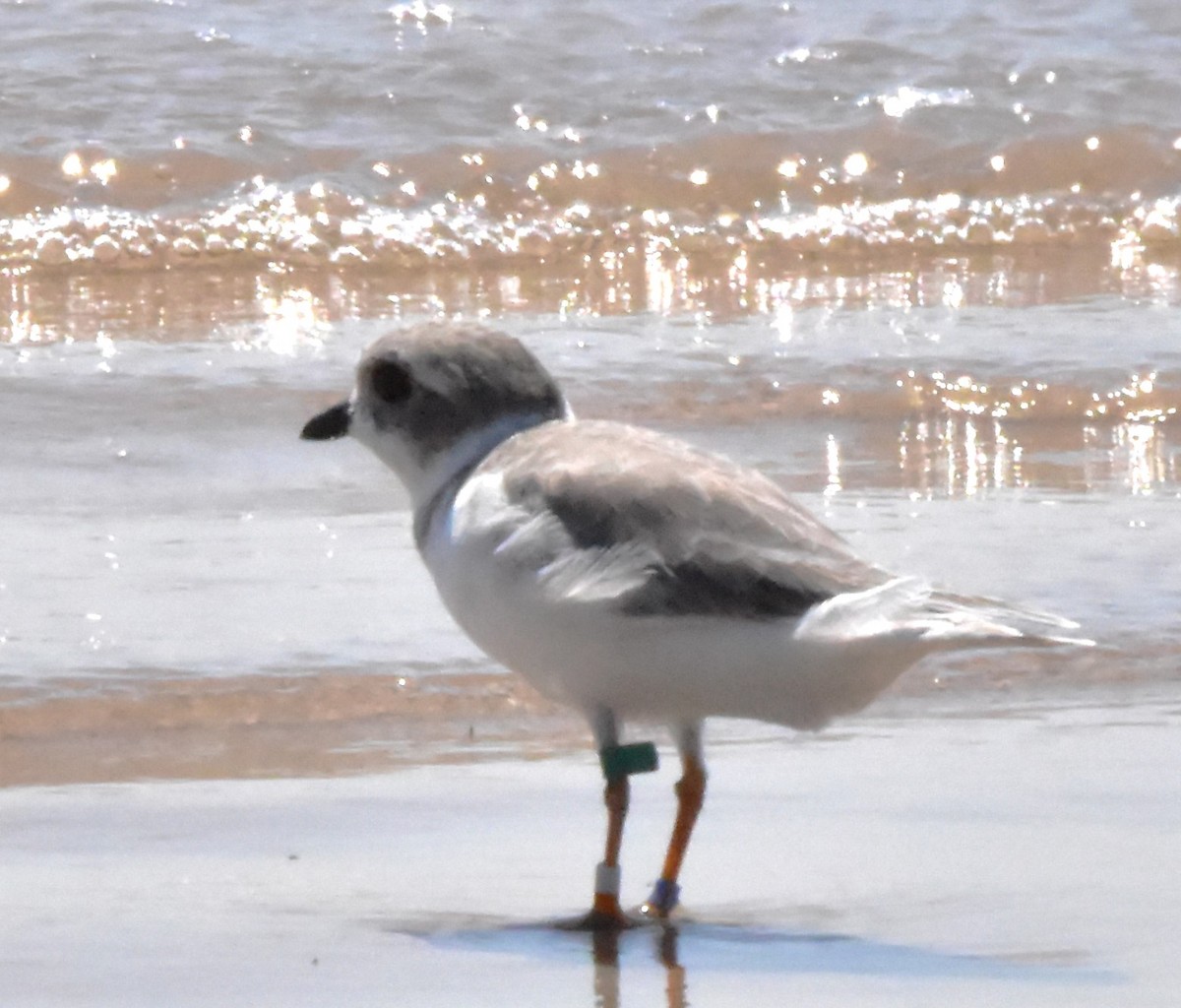 Piping Plover - ML486468631