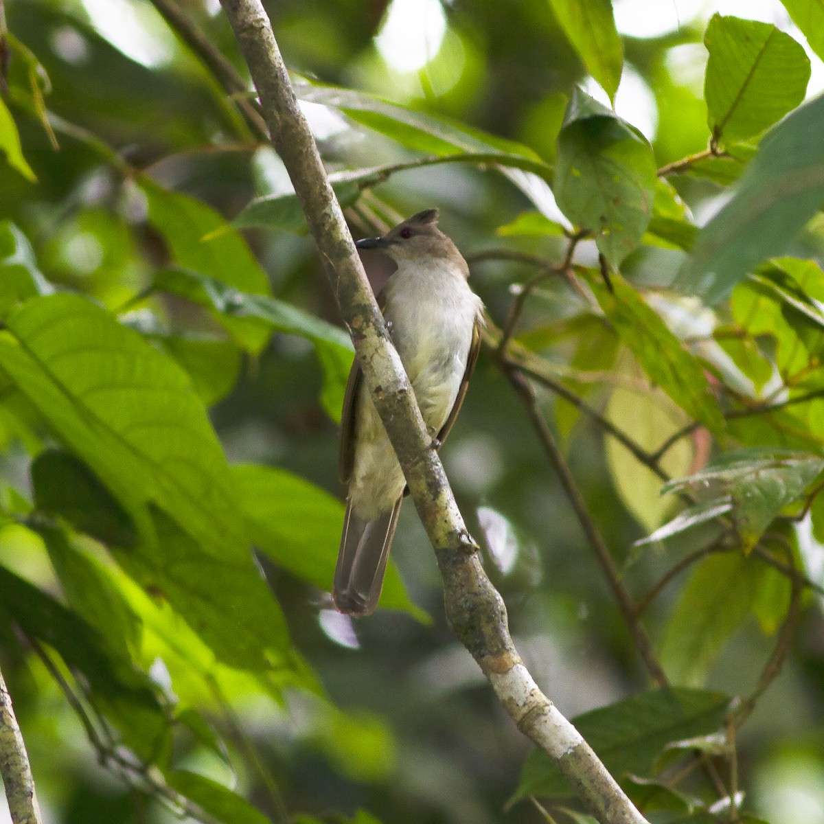 Puff-backed Bulbul - ML486468671