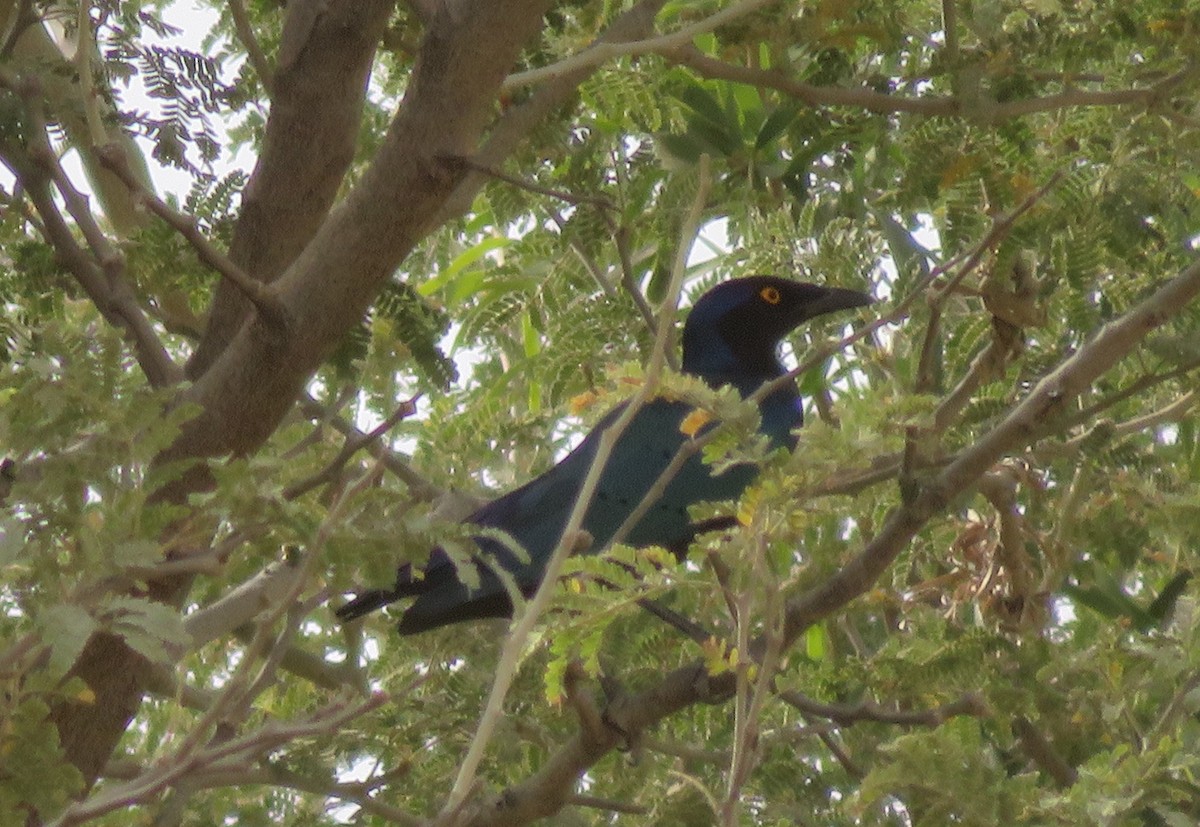 Purple Starling - Renee Walker