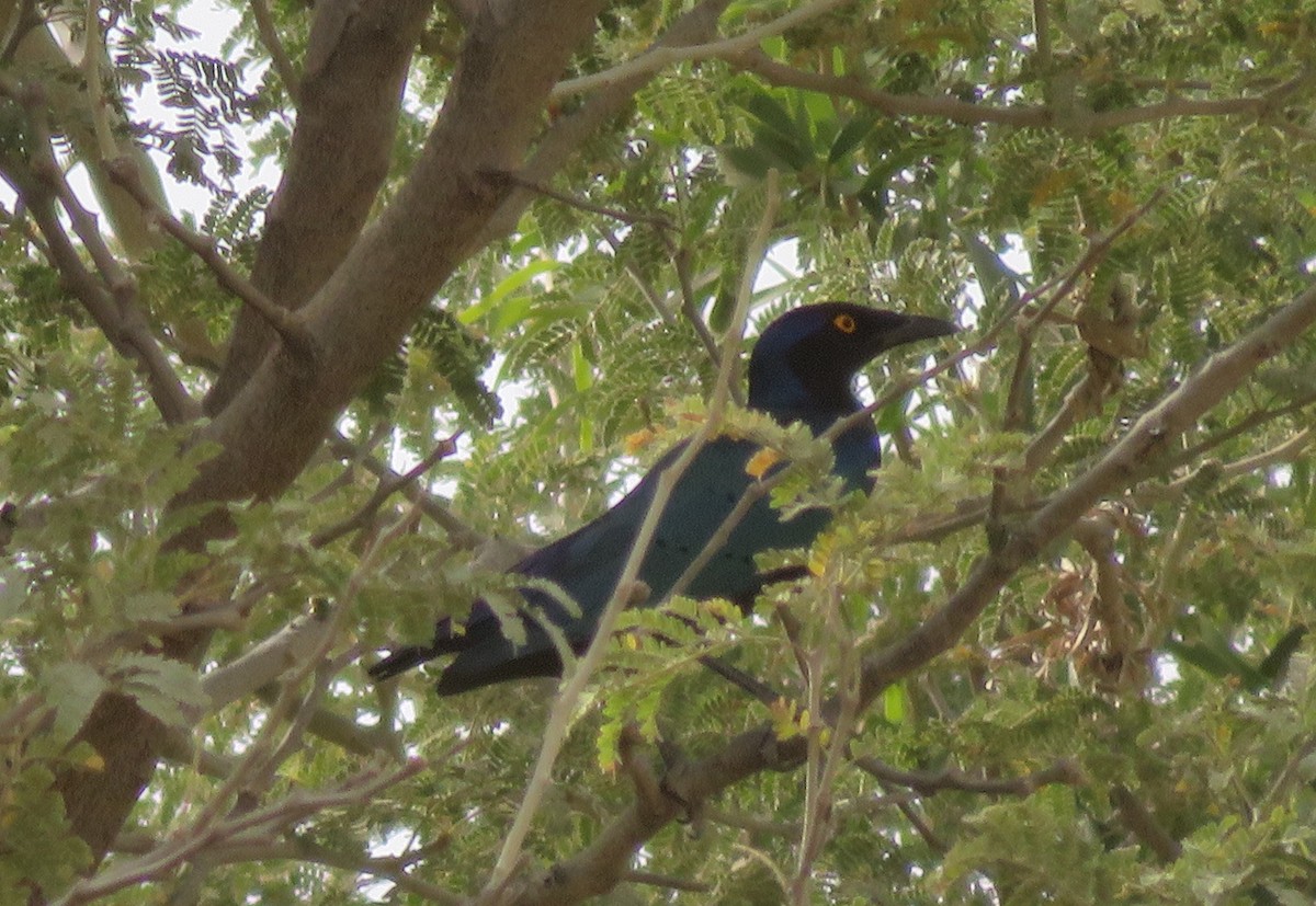 Purple Starling - Renee Walker