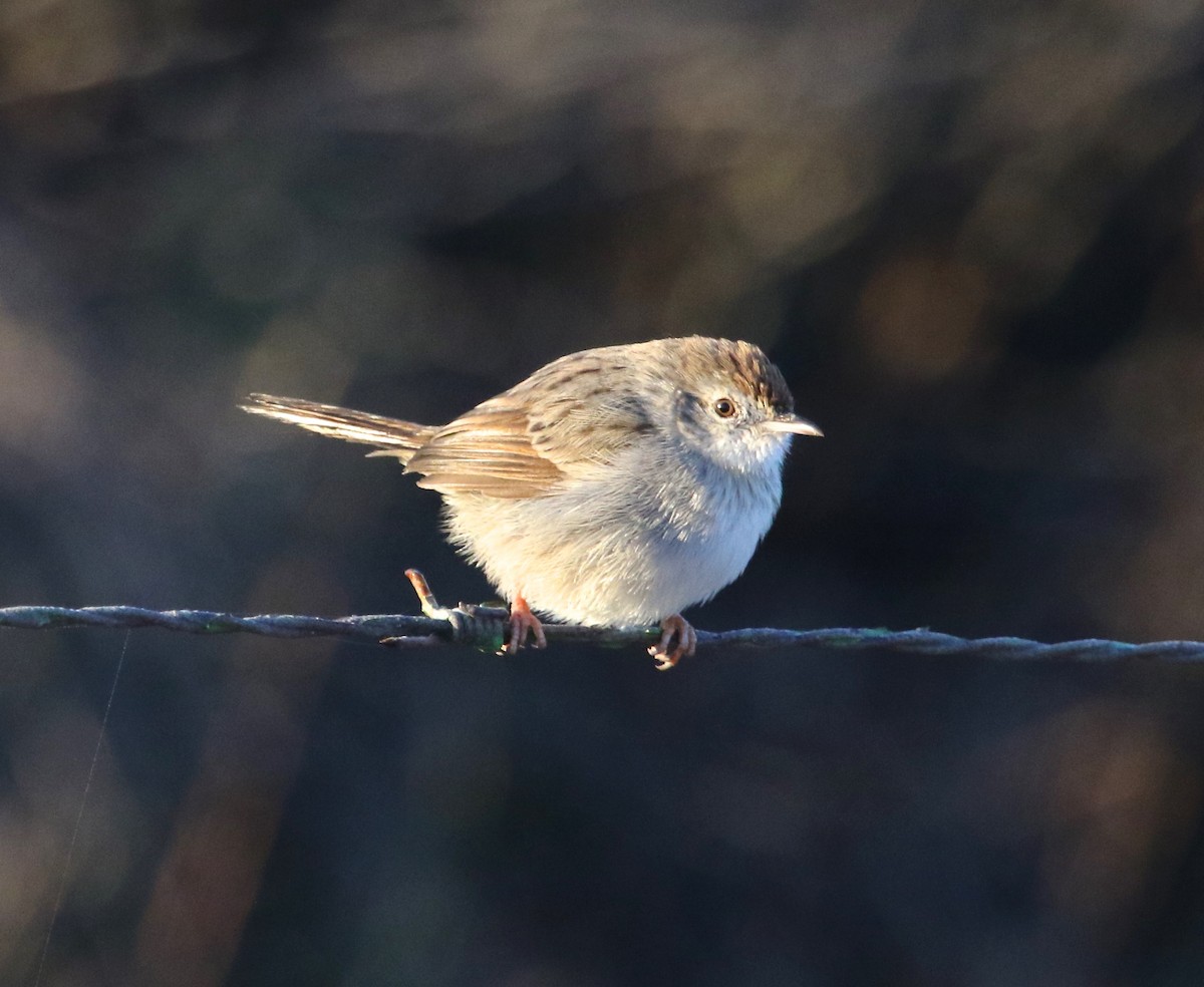 Red-headed Cisticola - Gil Ewing