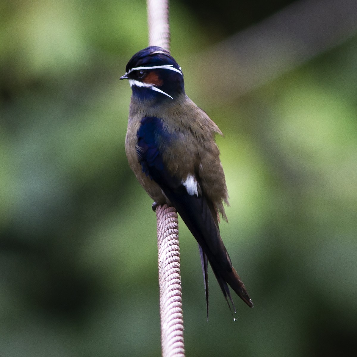 Whiskered Treeswift - Gary Rosenberg