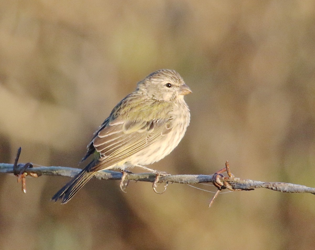 Serin de Sainte-Hélène - ML48646991