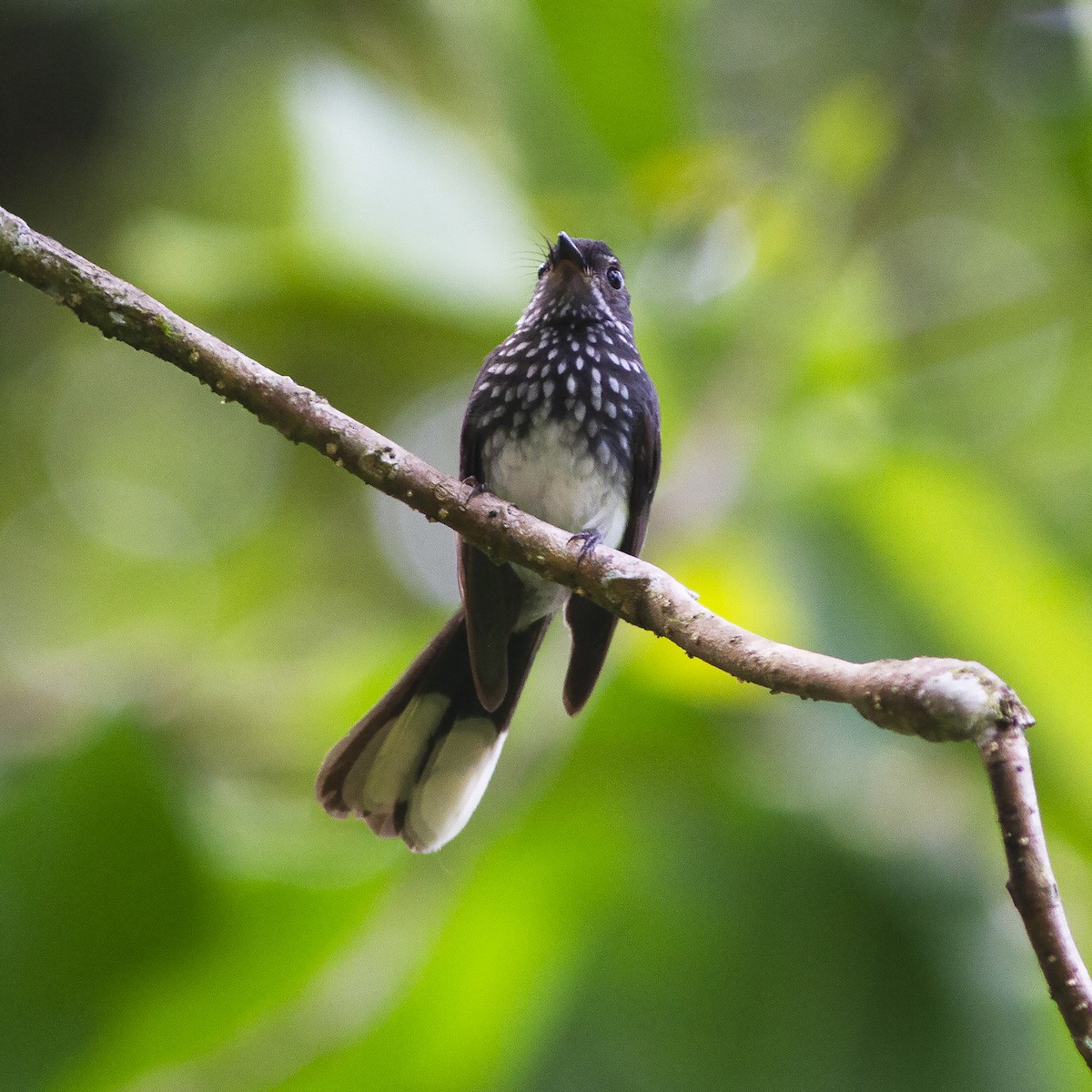 Spotted Fantail - Gary Rosenberg