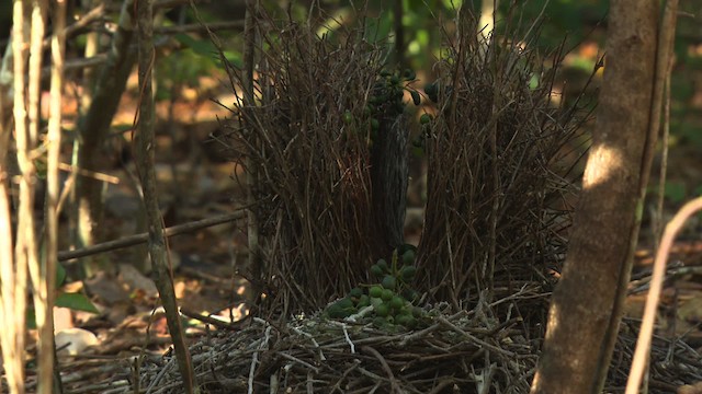 Fawn-breasted Bowerbird - ML486472