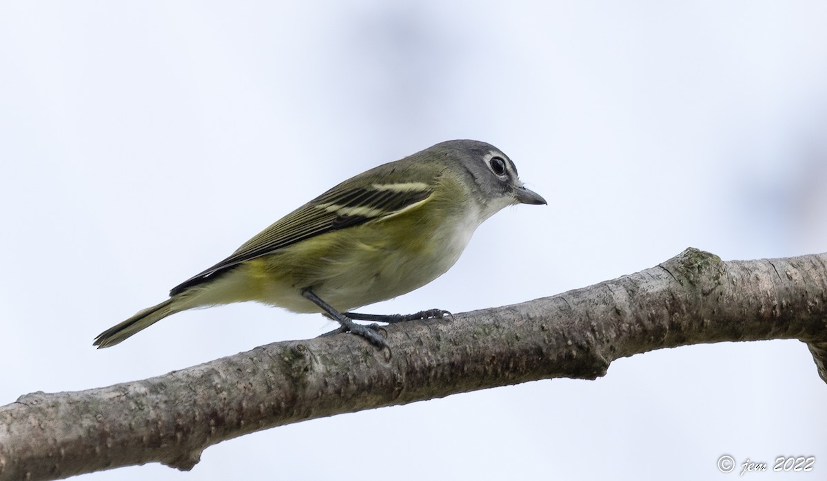 Blue-headed Vireo - ML486472211