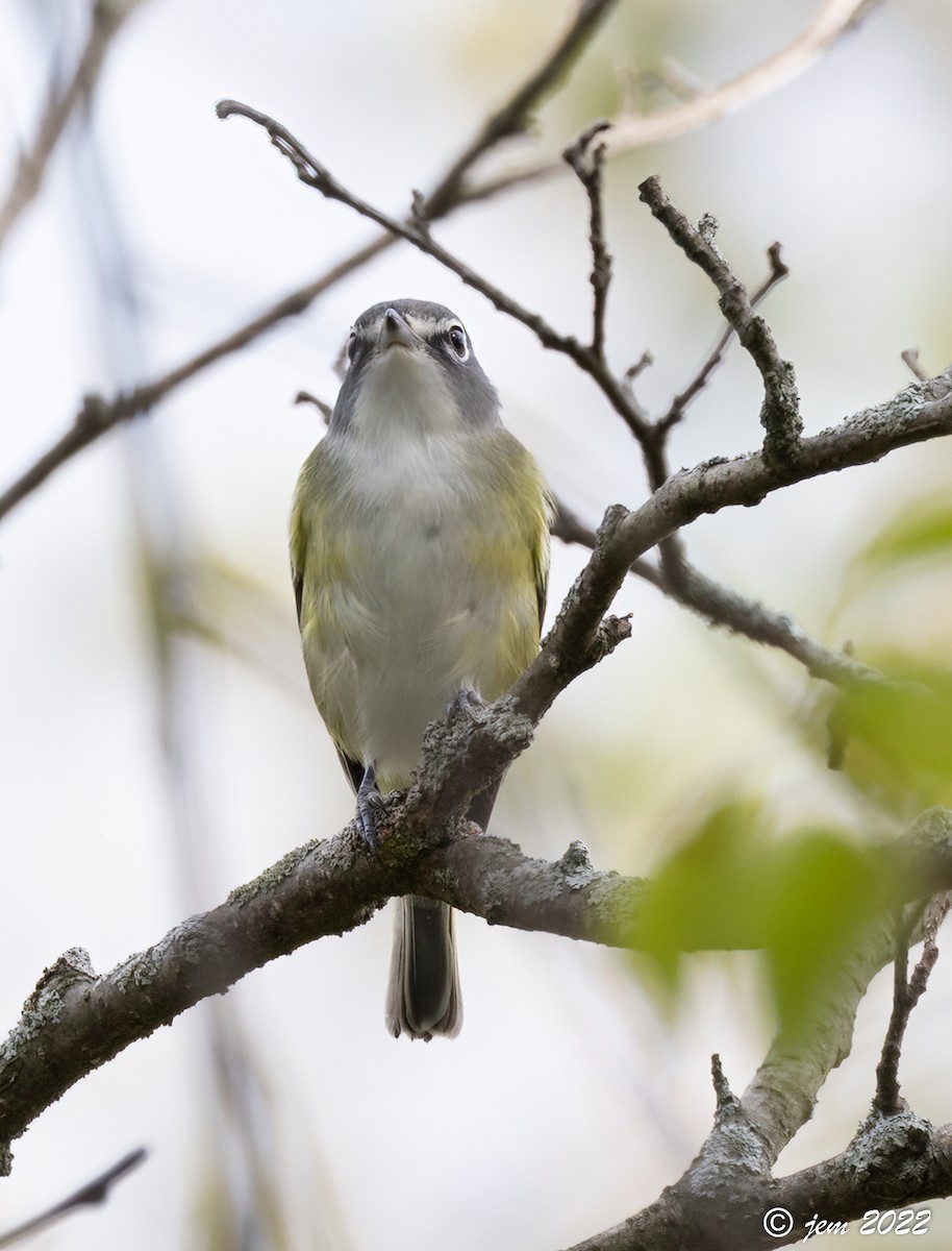 Blue-headed Vireo - ML486472221