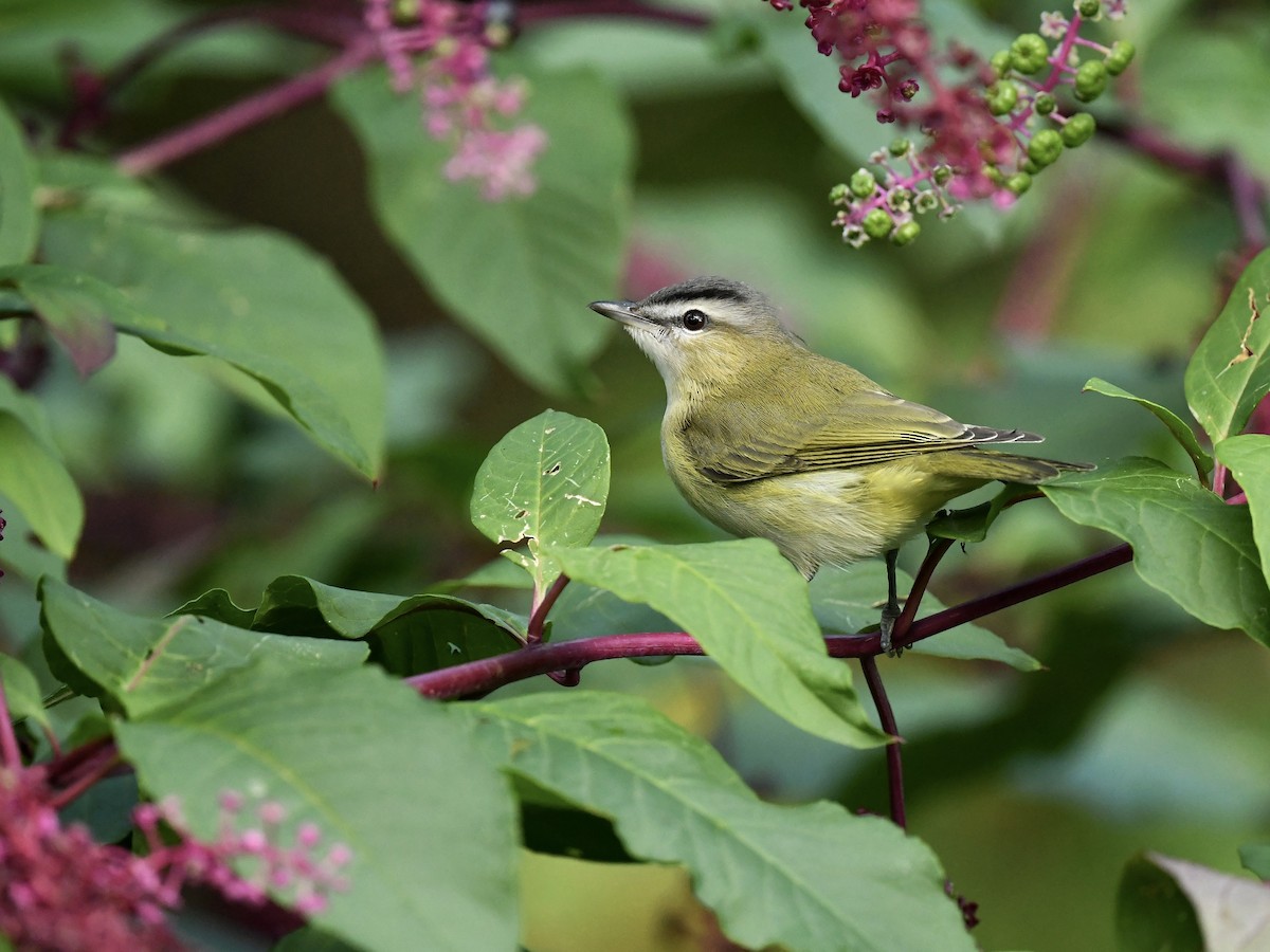 Red-eyed Vireo - Bill Massaro
