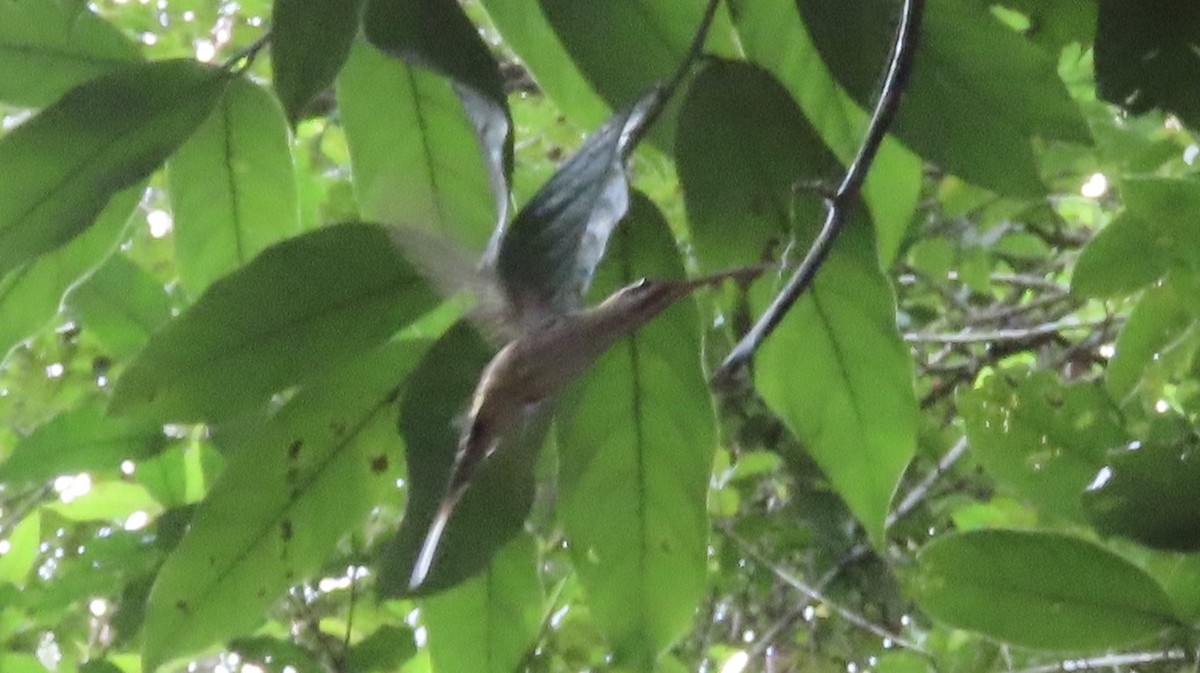 Длинноклювый колибри-отшельник - ML486472691
