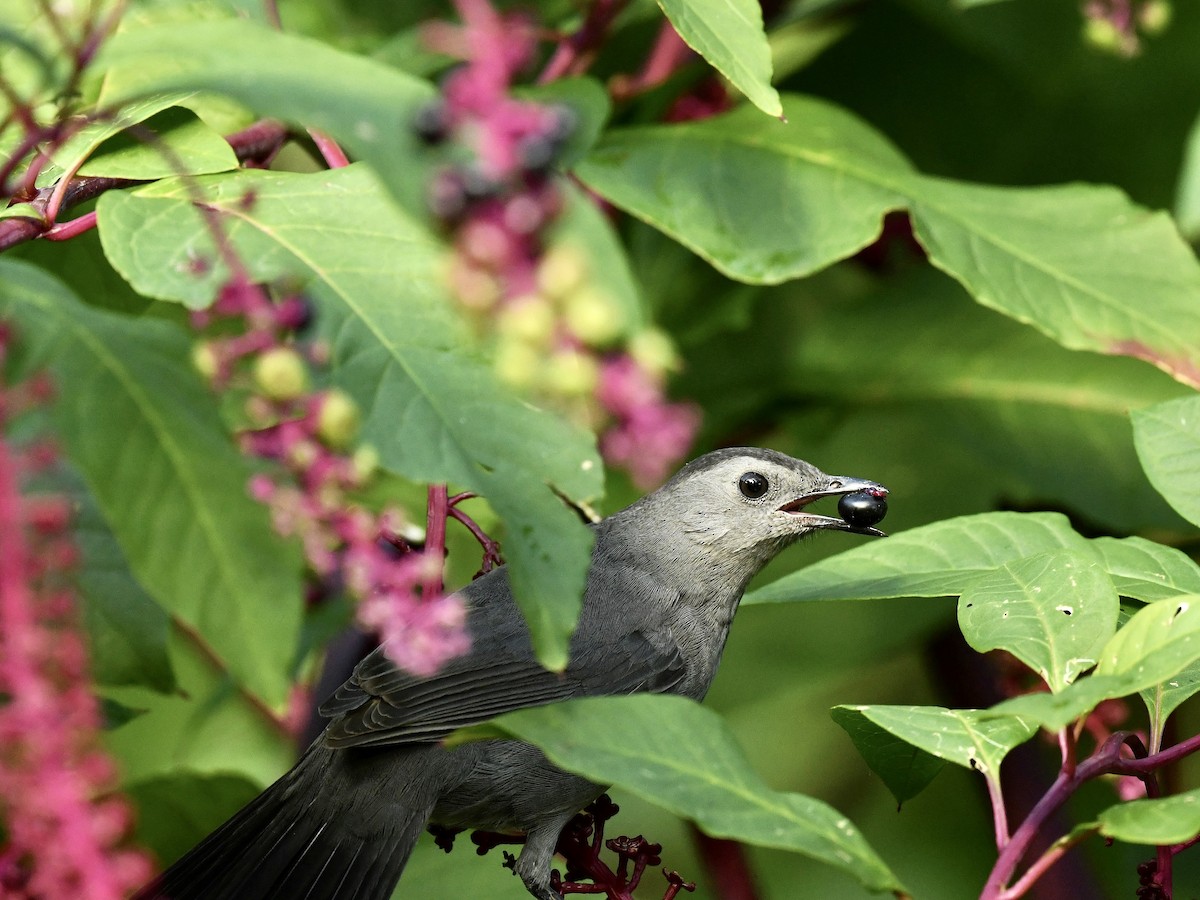 Gray Catbird - Bill Massaro