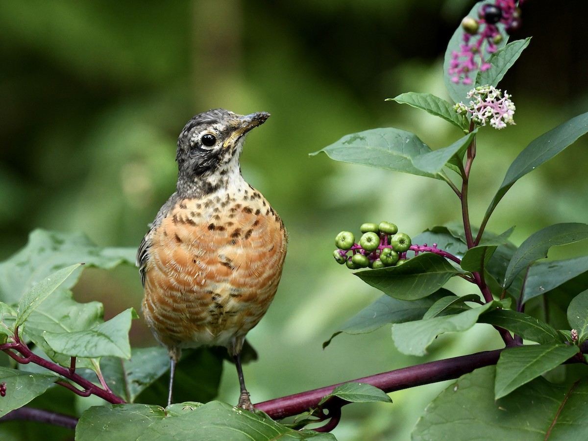 American Robin - Bill Massaro