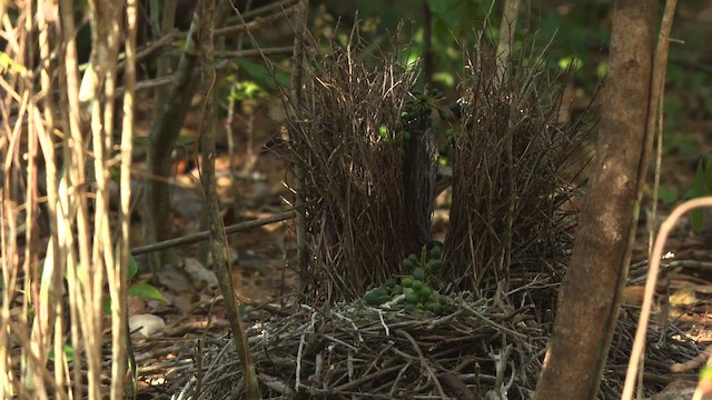 Fawn-breasted Bowerbird - ML486473