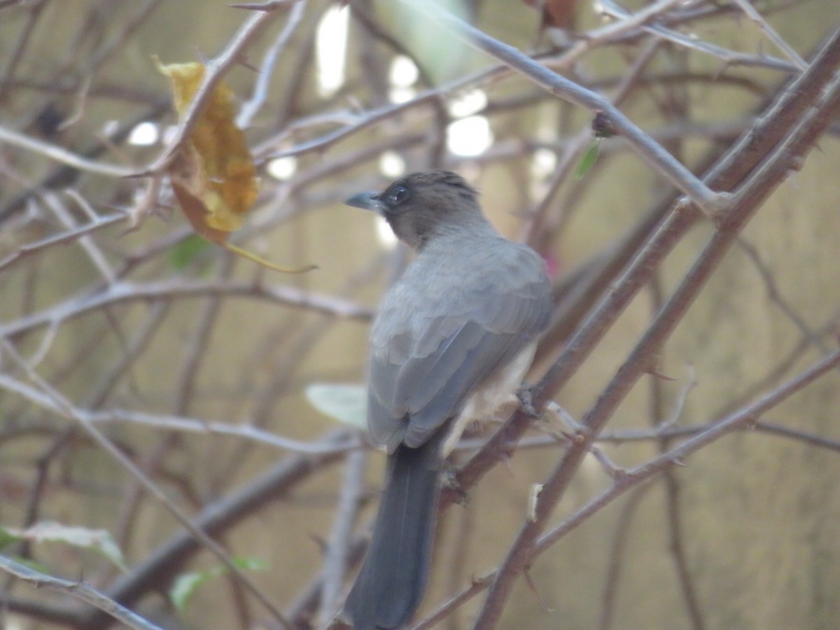 Common Bulbul - ML48647331
