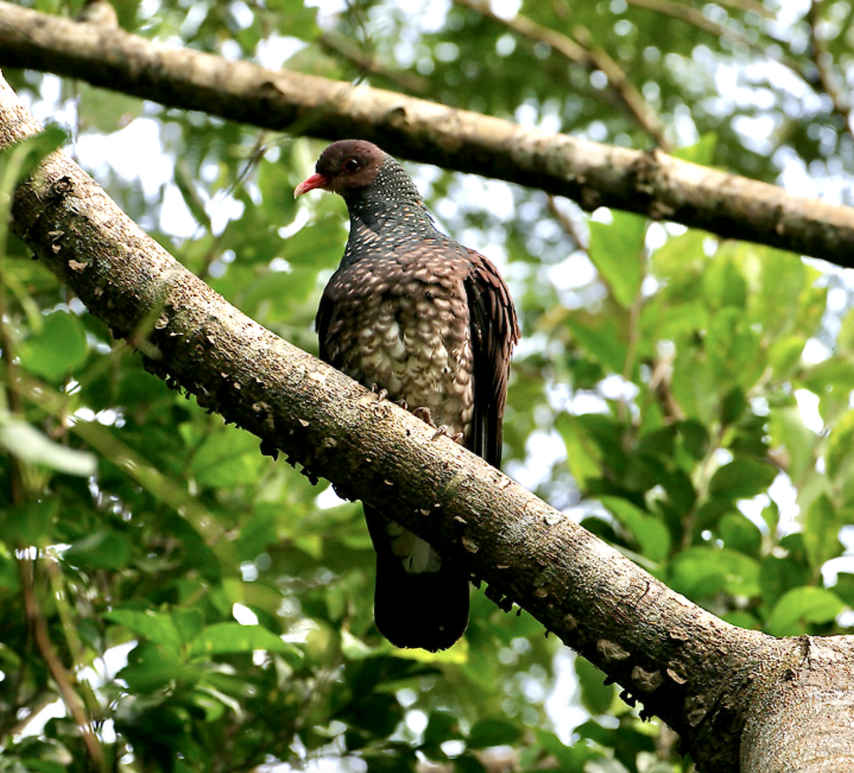 Scaled Pigeon - ML486473881