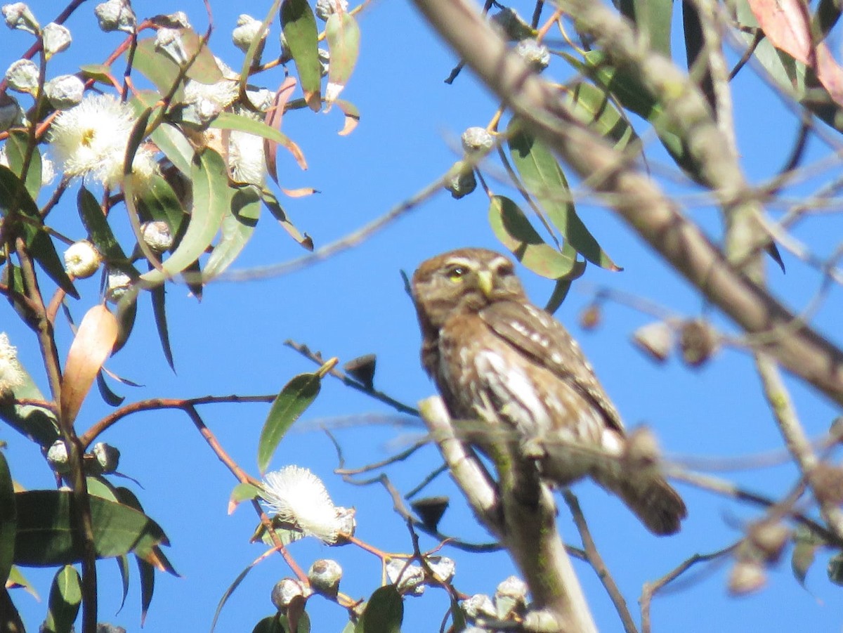 Austral Pygmy-Owl - ML486474211