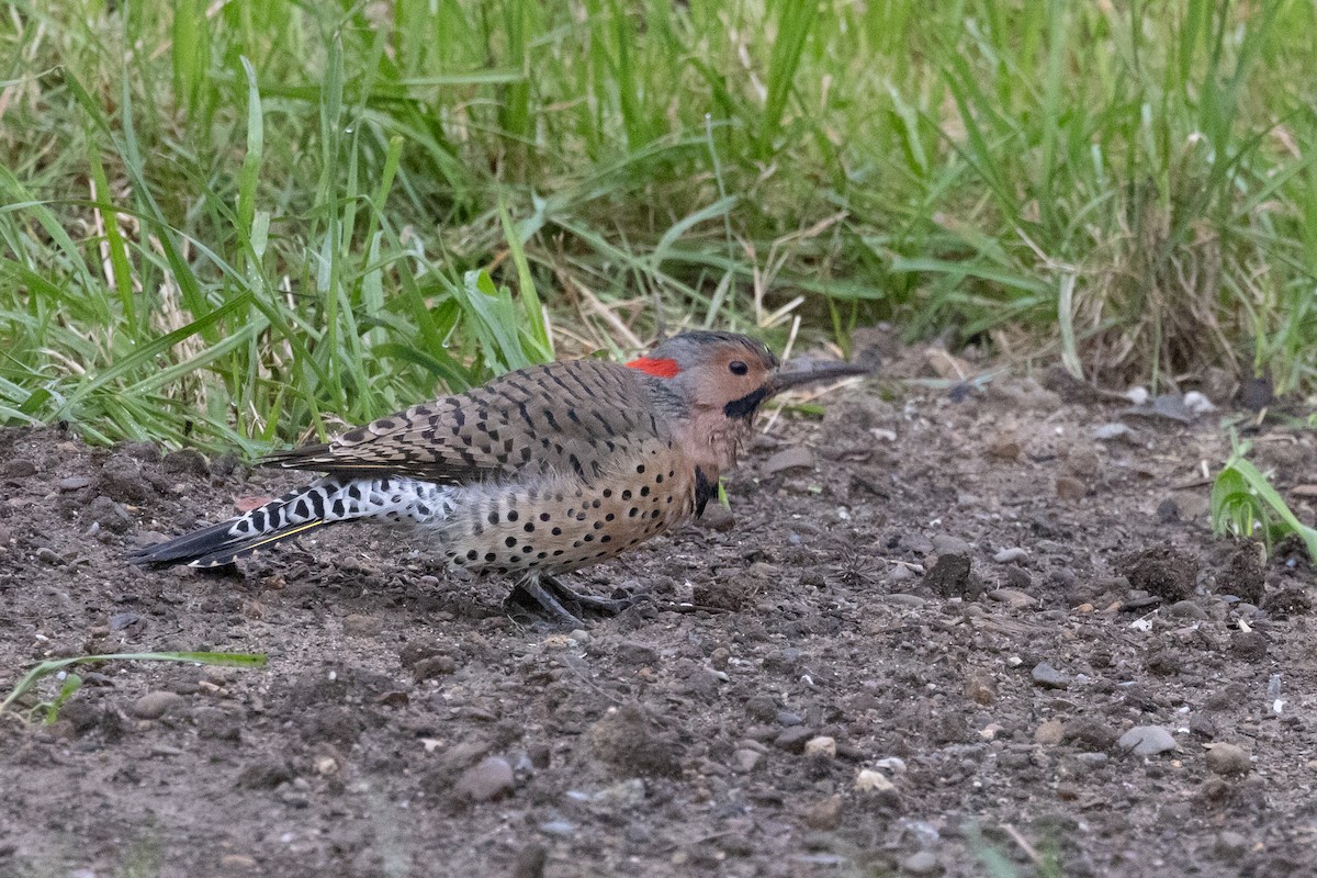 Northern Flicker - Lewis Holmes