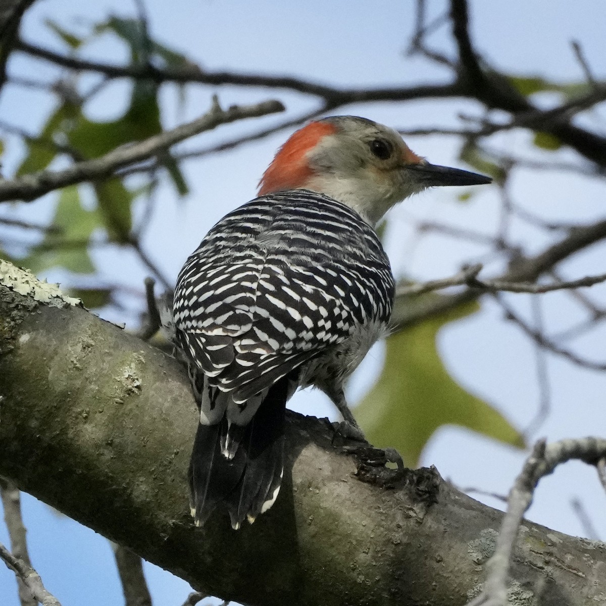 Red-bellied Woodpecker - ML486475711