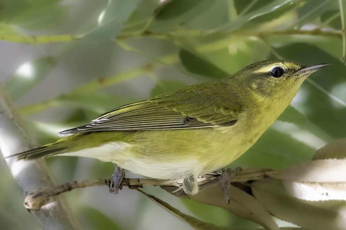 Tennessee Warbler - ML486476711