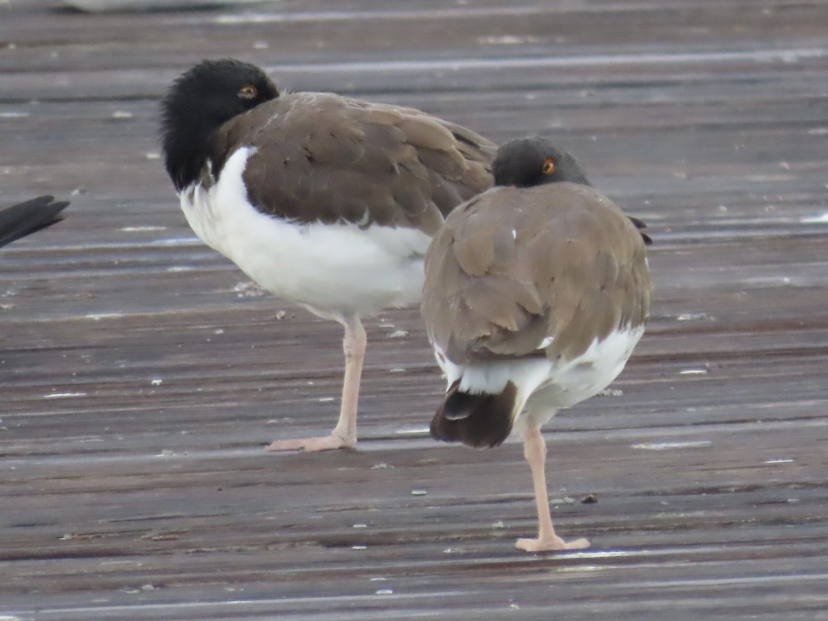 American Oystercatcher - ML486477621