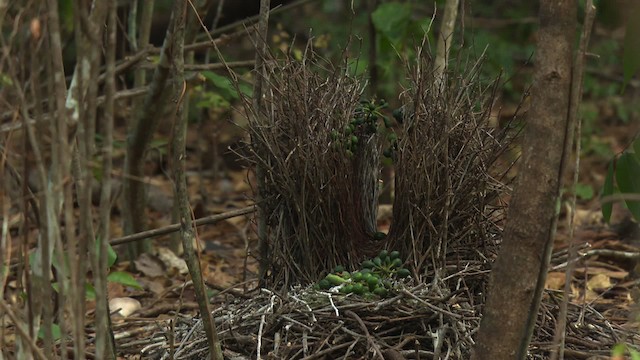 Fawn-breasted Bowerbird - ML486479