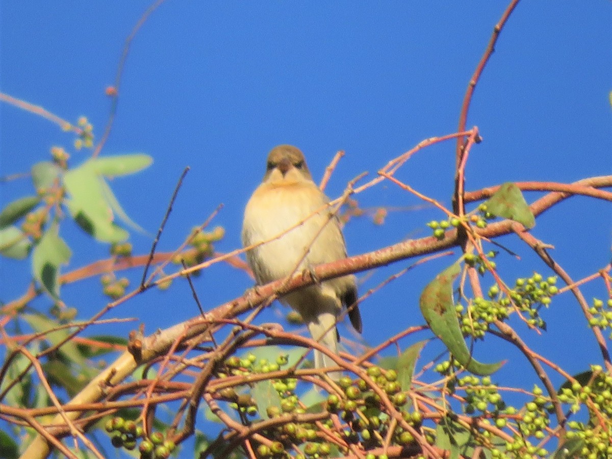 Lazuli Bunting - Bob Packard