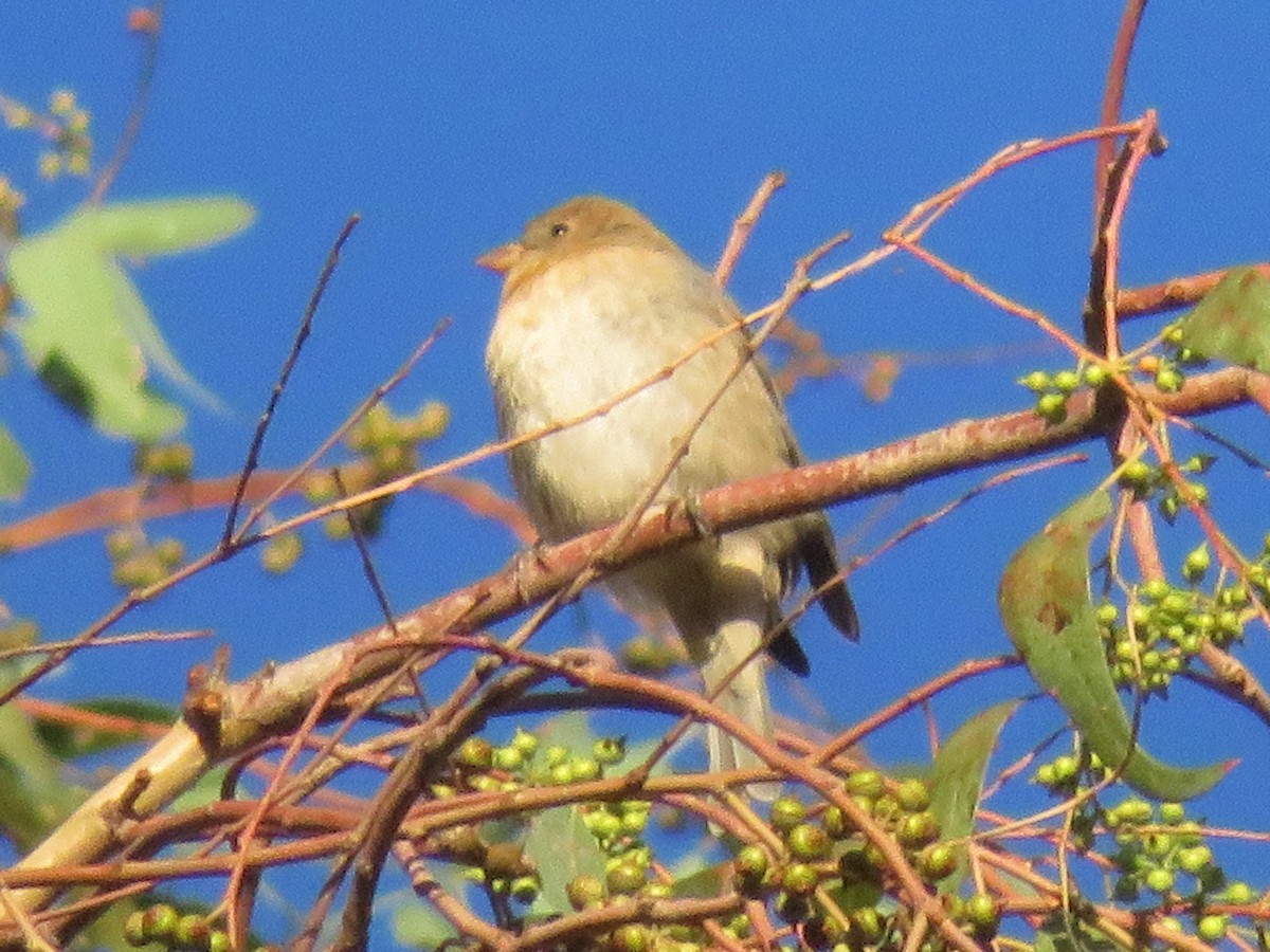 Lazuli Bunting - Bob Packard