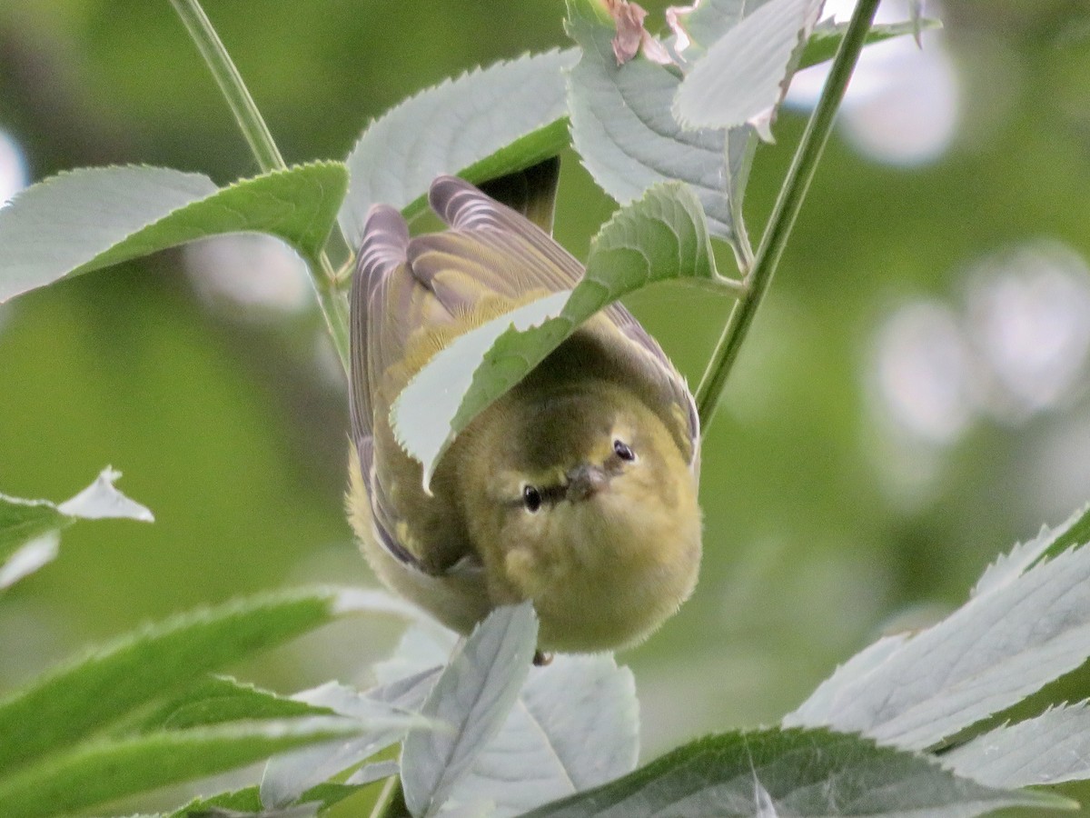 Tennessee Warbler - ML486479981