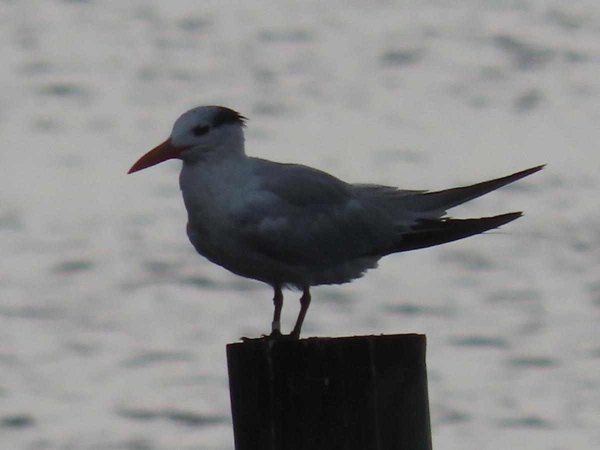 Royal Tern - ML486480781