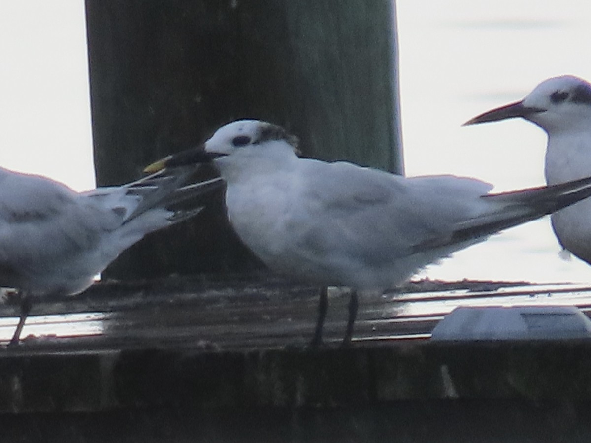 Sandwich Tern - ML486481821