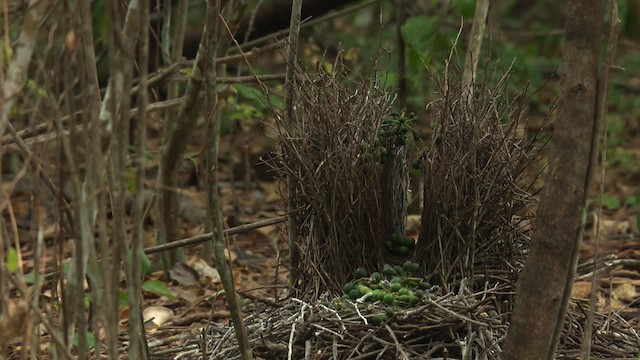 Fawn-breasted Bowerbird - ML486482