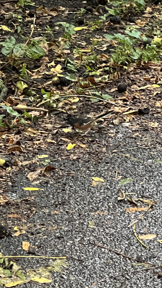 Eastern Towhee - ML486482691