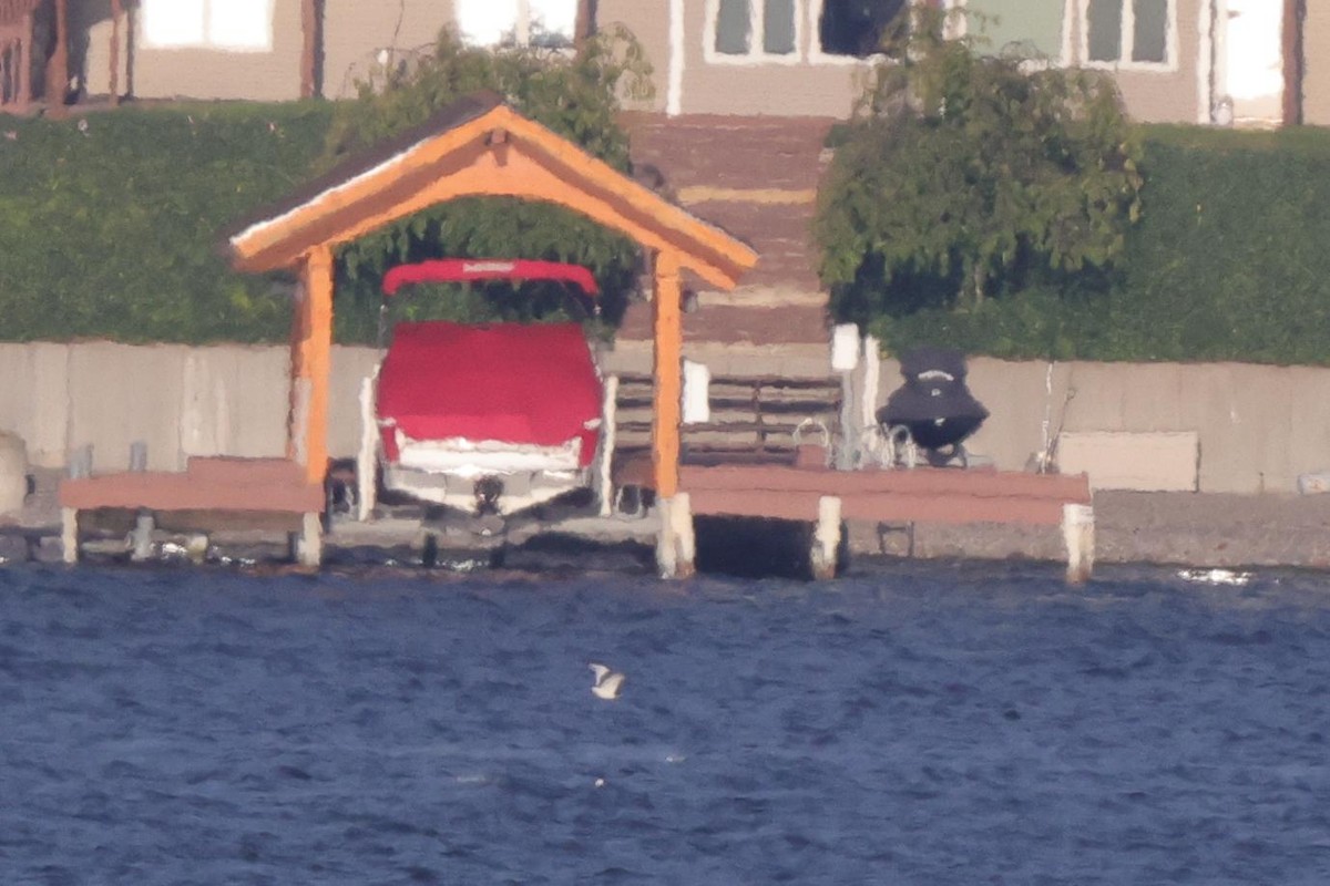 Sabine's Gull - ML486482811